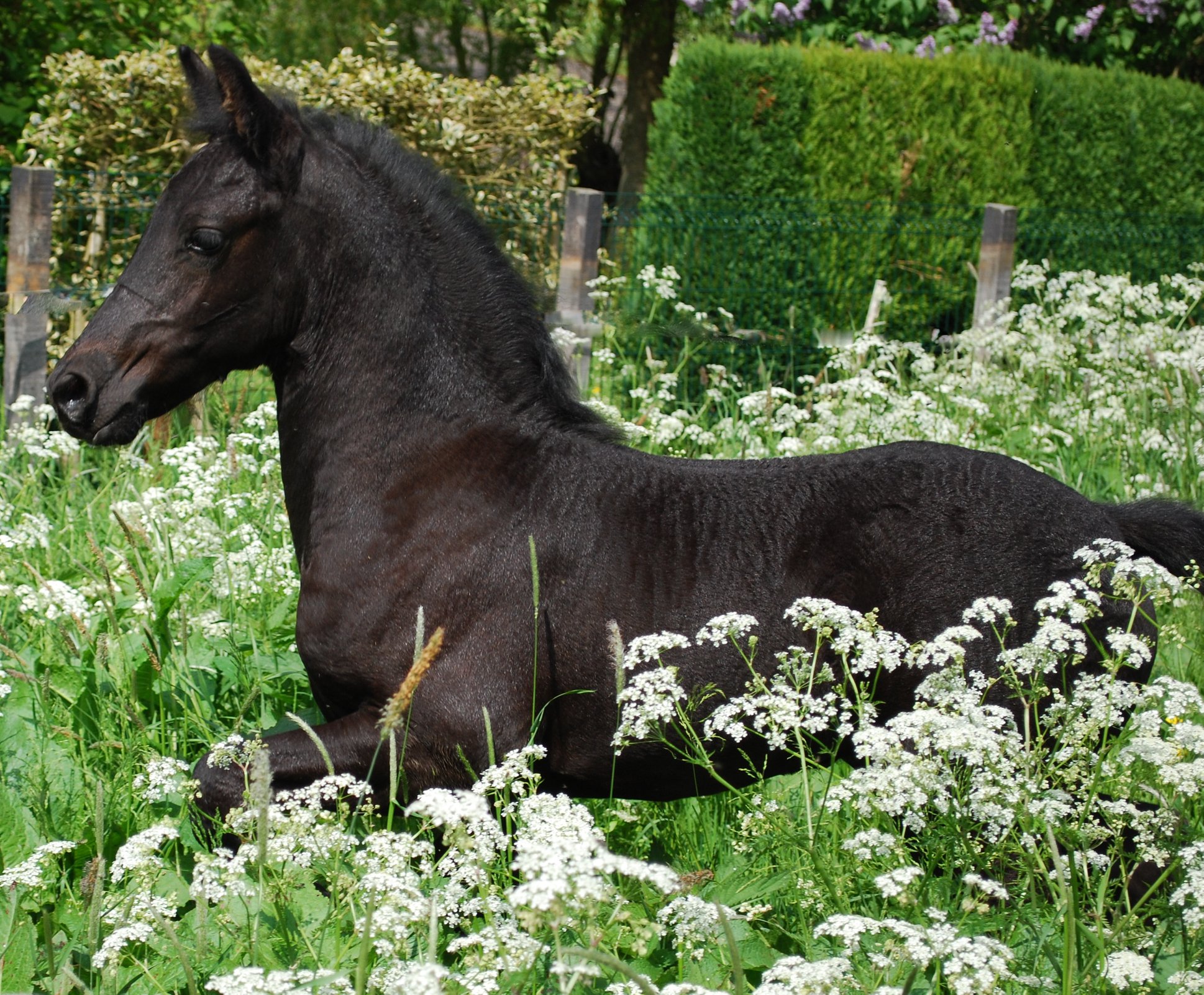 The KFPS Royal Friesian Horse - KFPS Royal Friesian Foals